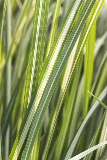 Calamagrostis Avalanche